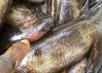 CONTAMINATED FISH IN THE WESTERN REGION: A WARNING SIGNAL FOR THE  WHOLE COUNTRY