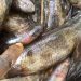 CONTAMINATED FISH IN THE WESTERN REGION: A WARNING SIGNAL FOR THE  WHOLE COUNTRY