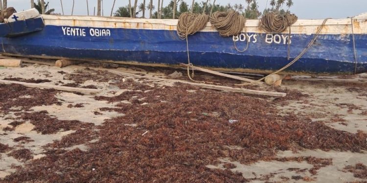 The Ellembelle Seaweed Crisis: Government Urged to Take Action