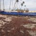 The Ellembelle Seaweed Crisis: Government Urged to Take Action